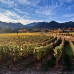 Ledger David’s Varner Traul Vineyards in Talent, Oregon