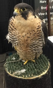 March Blog Post Symposium Falcon Pic